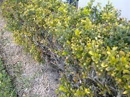 We did not find results for: Japanese Box Hedge Failing To Thrive What To Do Gardening Landscaping Stack Exchange
