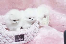 Check out more mini / teacup puppies. Teacup Puppy Paradise Pet Groomer Daejeon 26 Photos Facebook