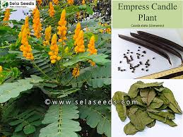 Image result for Senna alata