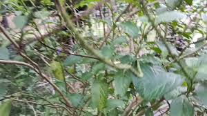 Gila gua tuh ngantrinya lama banget terus dipake buat ngambil cacing apa bagusnya coba. Pokok Jolok Cacing Youtube