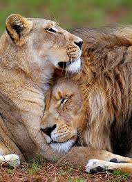King Queen Animals Animals Wild Cute Animals