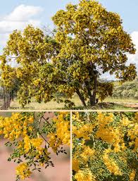 Image result for Pterocarpus rotundifolius