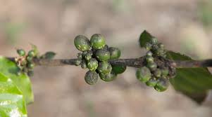 Image result for sooty mould