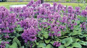 Image result for Stachys