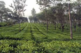 Toyomarto lawang, bodean putuk, toyomarto, singosari, malang, jawa timur, indonesia, 65153. Kebun Teh Wonosari Destinasi Wisata Romantis Di Lawang Penginapan Net 2021