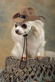 Y Aqui Estan Black White Chihuahua Welpen Lustige Tiere Chihuahua