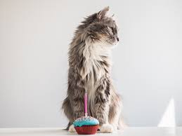 making a birthday cake for my cat