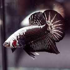 Premium Grade Live Betta Fish Male Juvenile Black Samurai Halfmoon Plakat 29 Hewan
