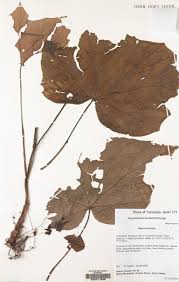 Image result for Begonia oxyloba