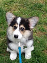 Search on our website for all the information you need Corgi Mix Puppies California The Y Guide