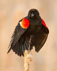 Black Bird With Red And Yellow Stripe On Wing Displaying Red Winged Blackbird Black Bird Beautiful Birds Red Bird Tattoos