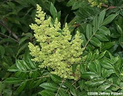 Image result for Rhus