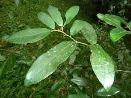 Image result for Monanthotaxis ferruginea