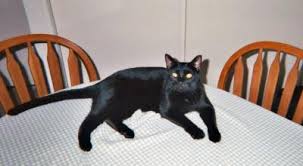 It's important to consult your veterinarian. Cat Scooting On Carpet Or Floor