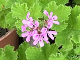 ローズゼラニウム センテッドゼラニウム の効能や効果 花言葉や種類は Horti ホルティ By Greensnap