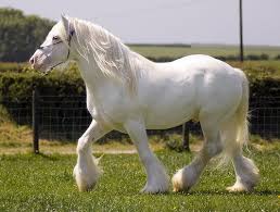 Tom Price Stallions The Viking Horses Rare Horses Beautiful Horses