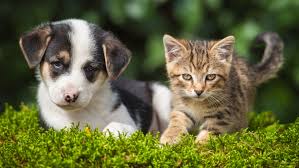 Maybe you would like to learn more about one of these? Over 1 000 Dogs And Cats Available For 25 Adoptions In Downtown Abc13 Houston