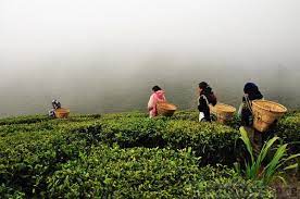 Tea Pickers In Foggy Darjeeling Tea Hills Darjeeling Tea Tea Garden Darjeeling