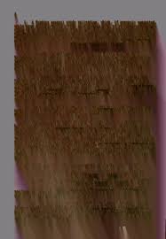 Image result for Triainolepis sancta