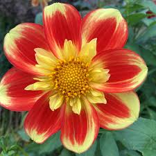 Image result for Dahlia sp. (cultivar)