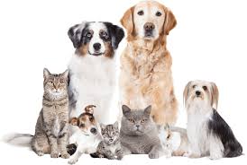 Match made on care.com every 3 minutes, so find your perfect pet care provider today. U8w0z3ha55yyvm