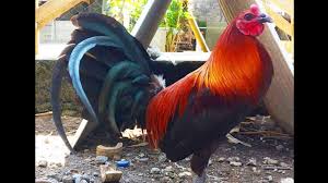 Ayam Petarung Betet Youtube