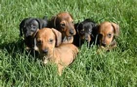481 likes · 89 talking about this. Dachshund Puppies Gladewater Longview Tyler Area For Sale In Gladewater Texas Classified Americanlisted Com