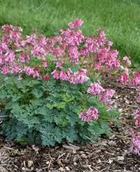 Bleeding heart seeds need to experience temperatures of 41°f or less for at least six weeks… three months is even better. Bleeding Heart Flower Planting Growing Care Guide Garden Design