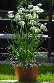 Plants spaced 6 inches (15 cm) apart will grow into a solid mass in 3 years. Allium Tuberosum Seeds Garlic Chives Herb Seeds