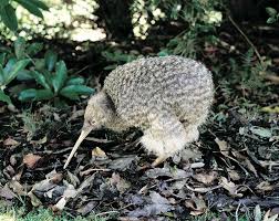 Maybe you would like to learn more about one of these? Reisen In Neuseeland Die Vielfaltige Natur Zwischen Kiwi Und Maori