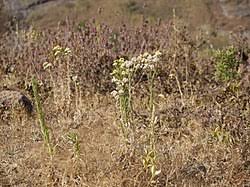 Image result for Eschenbachia stricta