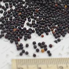 Bunga piretri nama tanaman asal : 50 Biji Bunga Gypsophila Repens Pink Baby Breath Gypsophila Filou Rose Shopee Indonesia