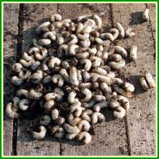 Epingle Sur Au Jardin