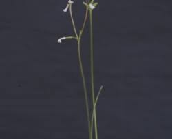 Image result for Streptocarpus umtaliensis