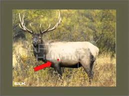 Elk Shot Placement