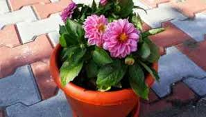 Check spelling or type a new query. Growing Dahlias How Plant Grow And Care For Dahlias Pyracantha Co Uk