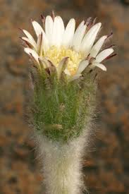 Image result for Gerbera piloselloides