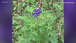 Early Blooming Bluebonnets Spotted In The Hill Country Kens5 Com