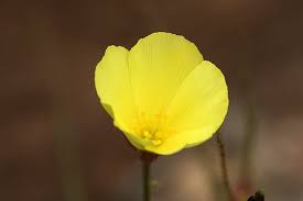 Image result for Lophiocarpus polystachyus