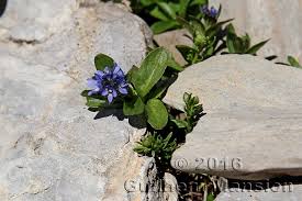 Image result for Veronica abyssinica