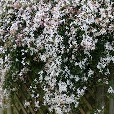 Image result for Jasminum multipartitum