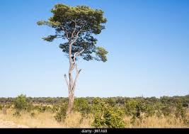 Image result for Brachystegia