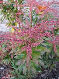 Deep shade can even kill your plants unless they are species that naturally grow in shade. Flowering Shrubs For Shade Top Picks For The Yard Garden