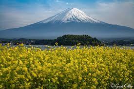 Mount Fuji Flowers Lake Kawaguchi Five Lakes District
