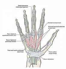 Translating muscle names can help you find & remember muscles. Easy Notes On Intrinsic Muscles Of The Hand Learn In Just 3 Mins Earth S Lab