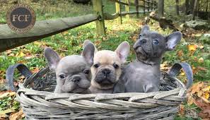 He is very sweet and lovable, but just not as wild and crazy as some of the other puppies. First Class Frenchies French Bulldogs For Sale In Ohio