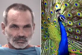 Florida man charged after killing, eating 2 pet peacocks