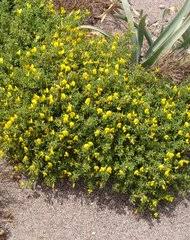 Image result for Microcharis remotiflora