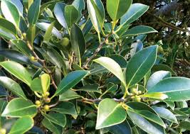 Image result for Ficus obliqua