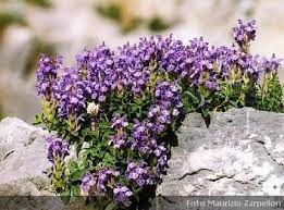 Scutellaria Pianta Erbacea Lamiaceae Garden Plants Nature Plants